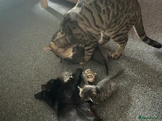 British Shorthair cats Tabby kittens in Whitstable - Advert 1