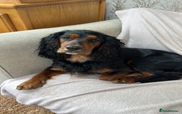 Cocker Spaniel dogs for stud: K C registered - Mr Midnight for Stud in Huddersfield - Image 12