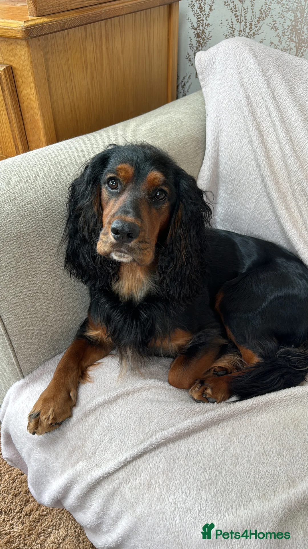 Cocker Spaniel dogs for stud: K C registered - Mr Midnight for Stud in Huddersfield - Advert 11