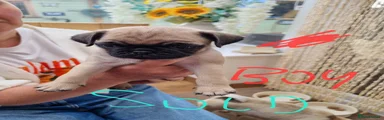Pug 3