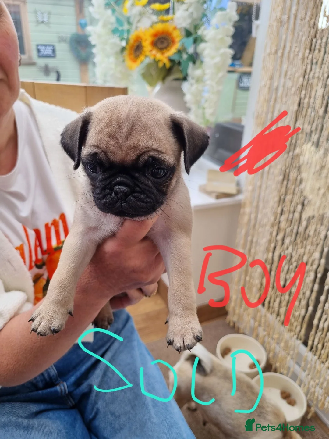 Pug dogs for sale: 5 pug pups for sale - Advert 9