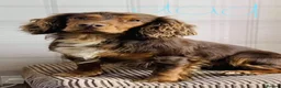 Cocker Spaniel dogs for sale: 5 gorgeous cocker spaniel pups  - Advert 9