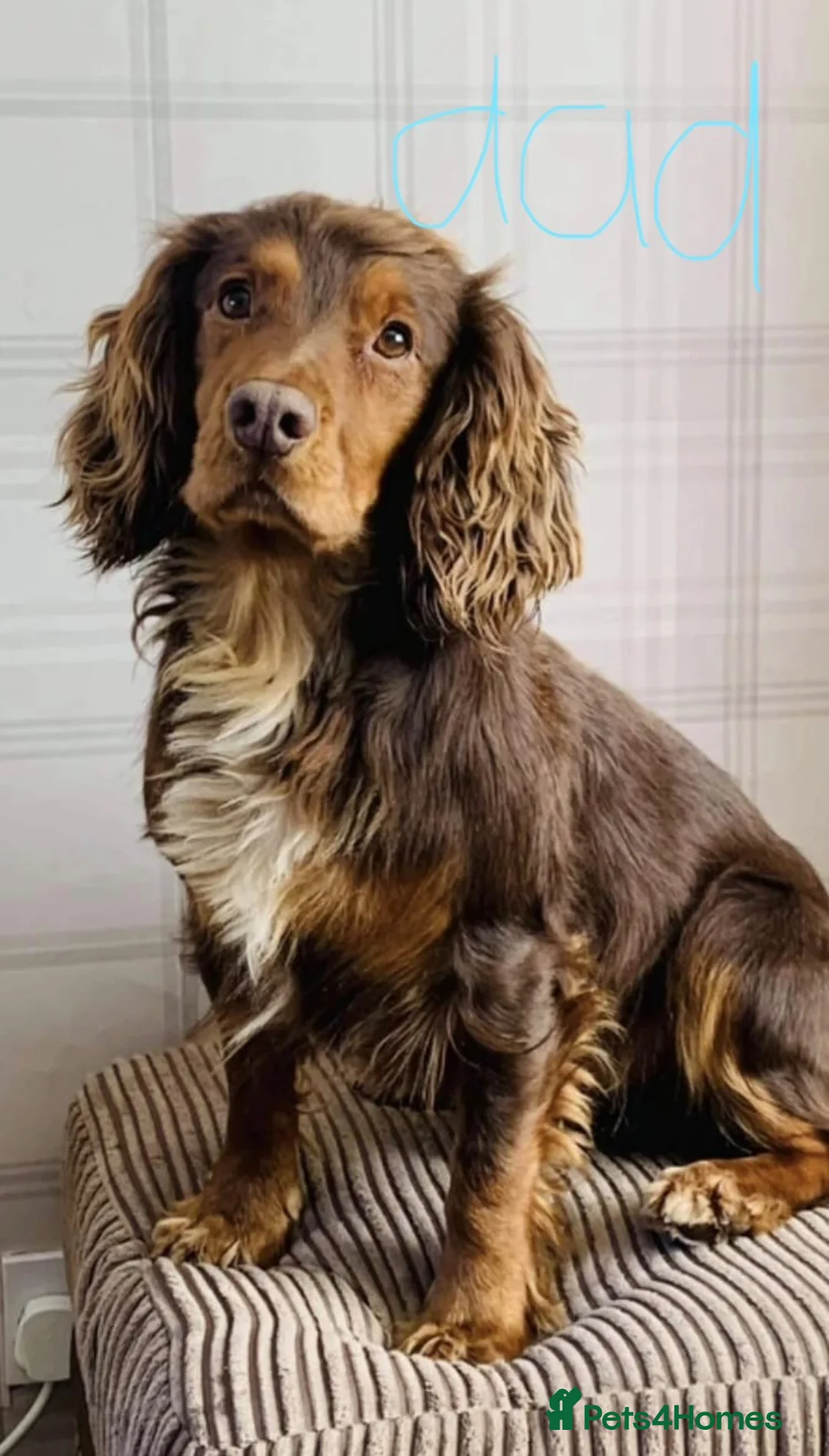 Cocker Spaniel dogs for sale: 5 gorgeous cocker spaniel pups  - Advert 9