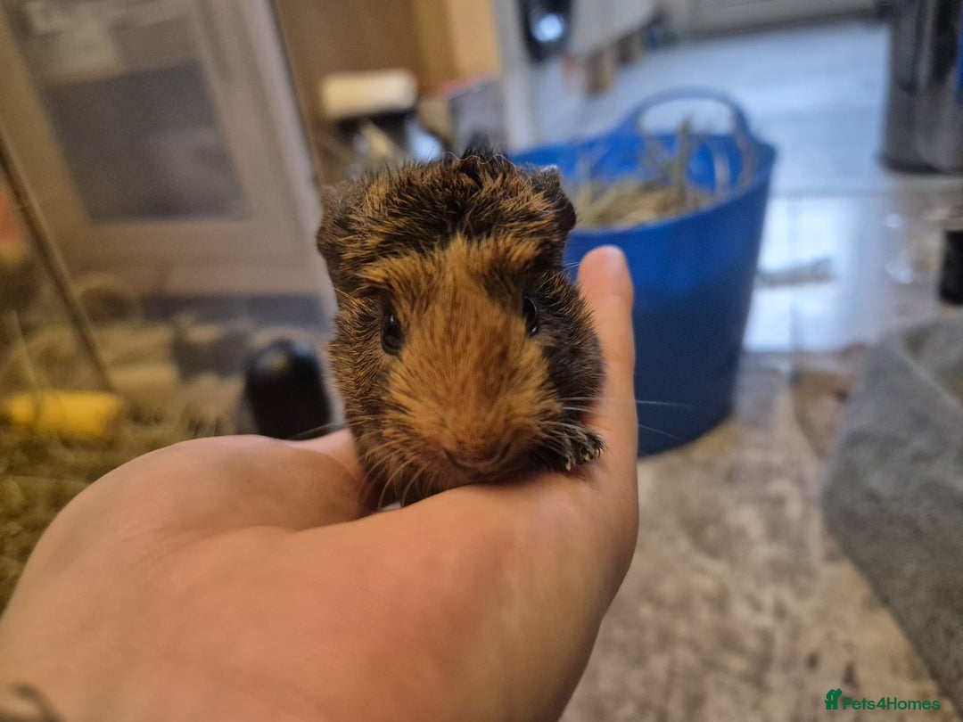 Guinea Pig rodents for sale: Guinea pigs for Sale ! - Advert 9