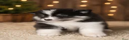 Pomsky dogs for sale: Ready 3rd June Pomsky puppies  - Advert 5