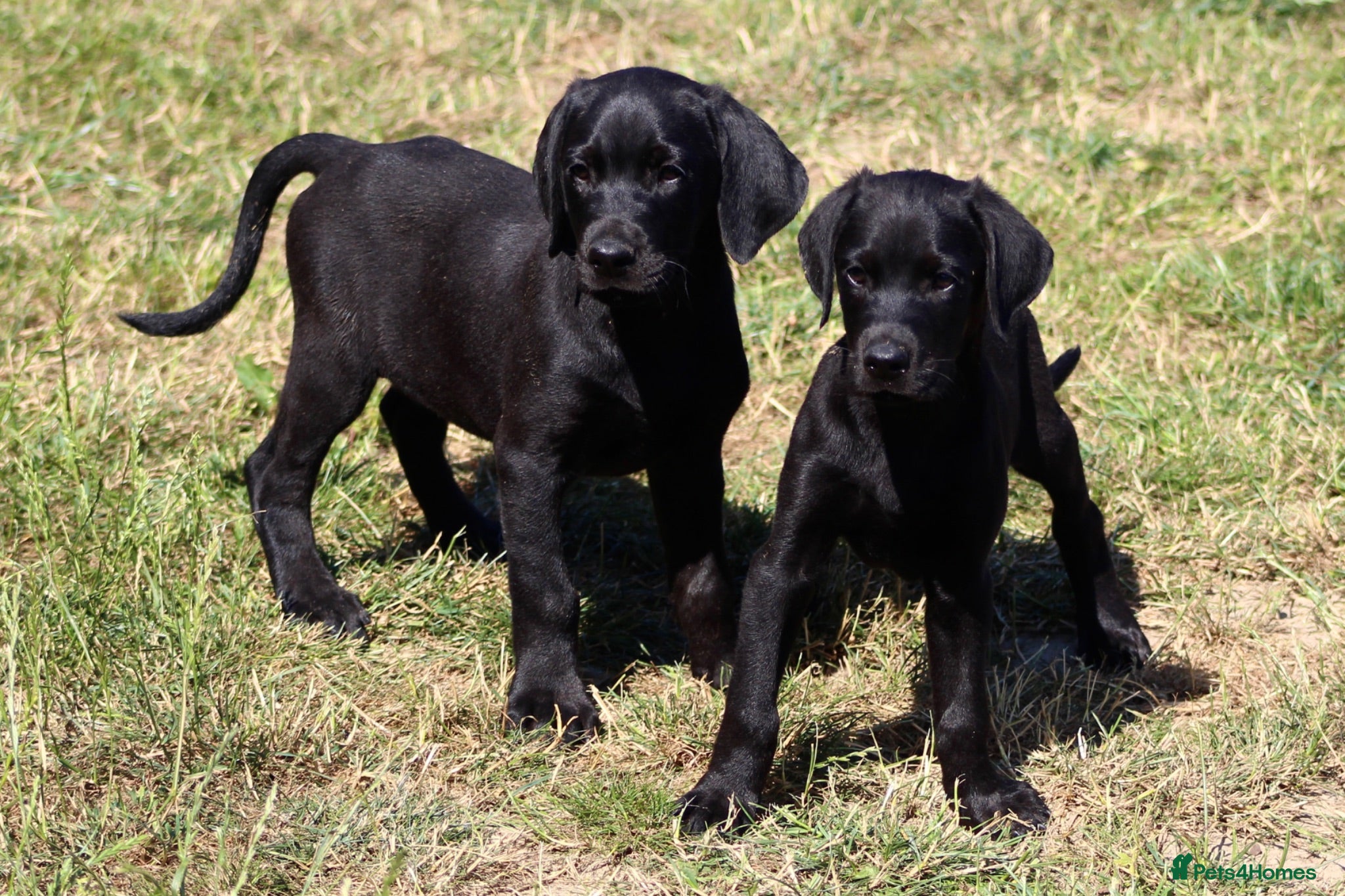 Mixed Breed dogs Labrador x Doberman  - Advert 1