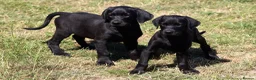 Mixed Breed dogs for sale: Labrador x Doberman  - Advert 1