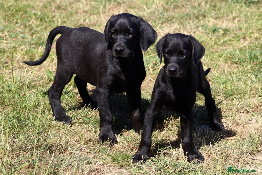 Mixed Breed dogs for sale: Labrador x Doberman  - Advert 1