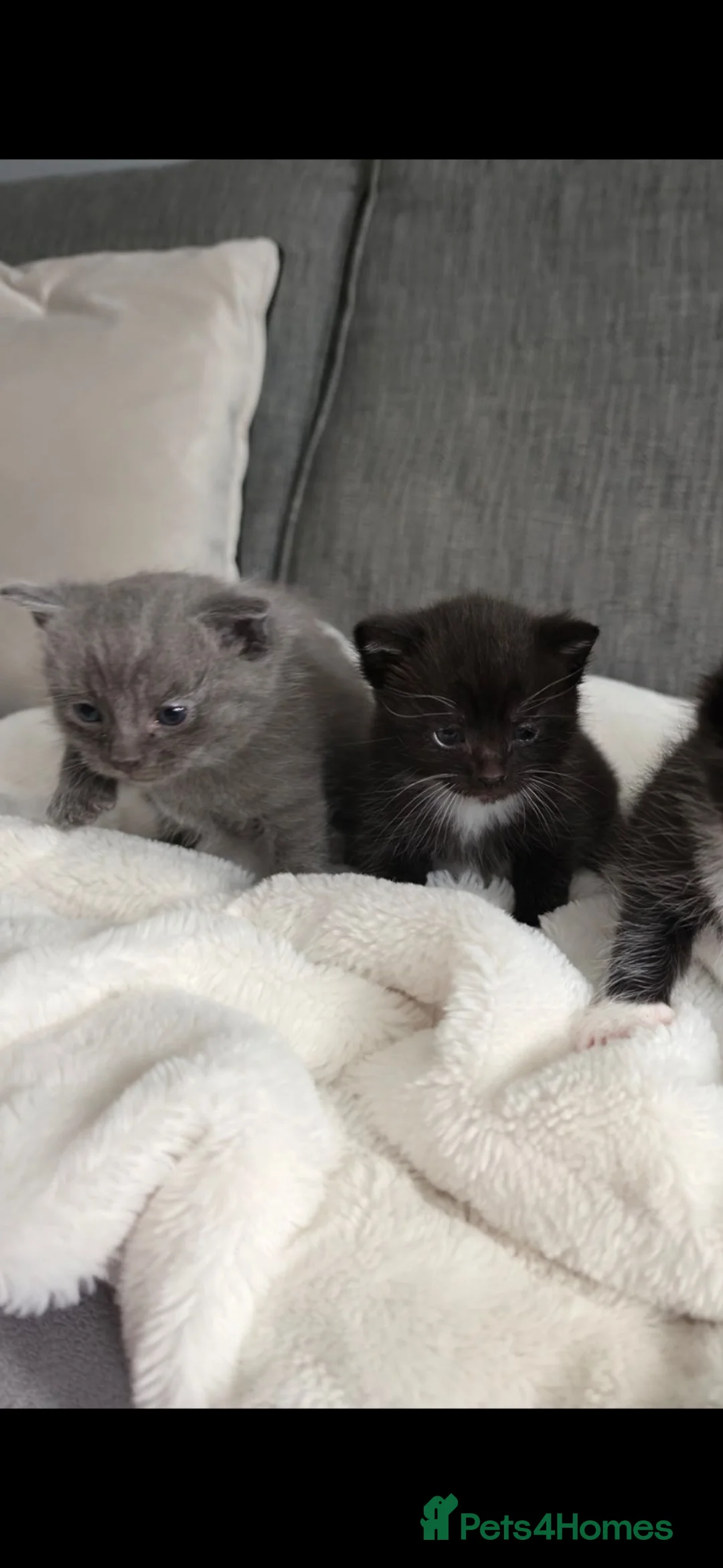Scottish Fold cats for sale: Gorgeous kittens for loving homes - Advert 11