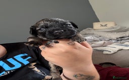 Mixed Breed dogs for sale: Mixed Breed Puppies  - Image 4
