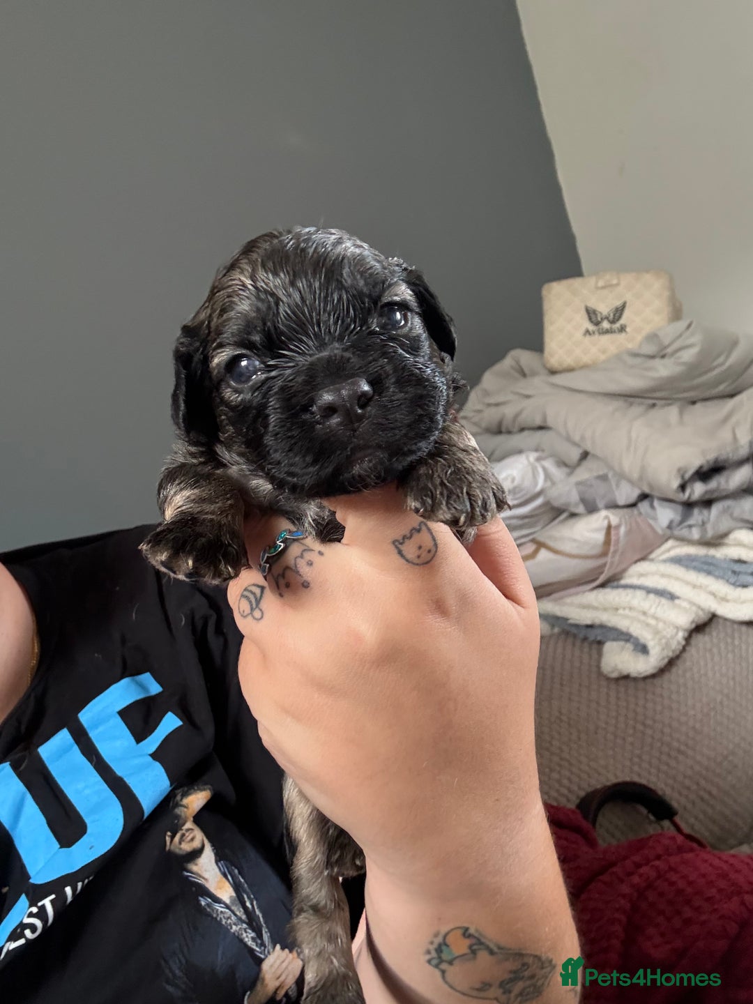 Mixed Breed dogs for sale: Mixed Breed Puppies  - Image 4
