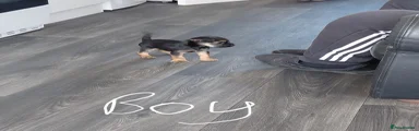 Border terrier