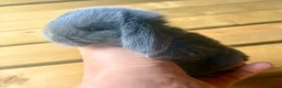 Mini Lop rabbits for sale: Three pure bred mini lop boys. - Advert 5