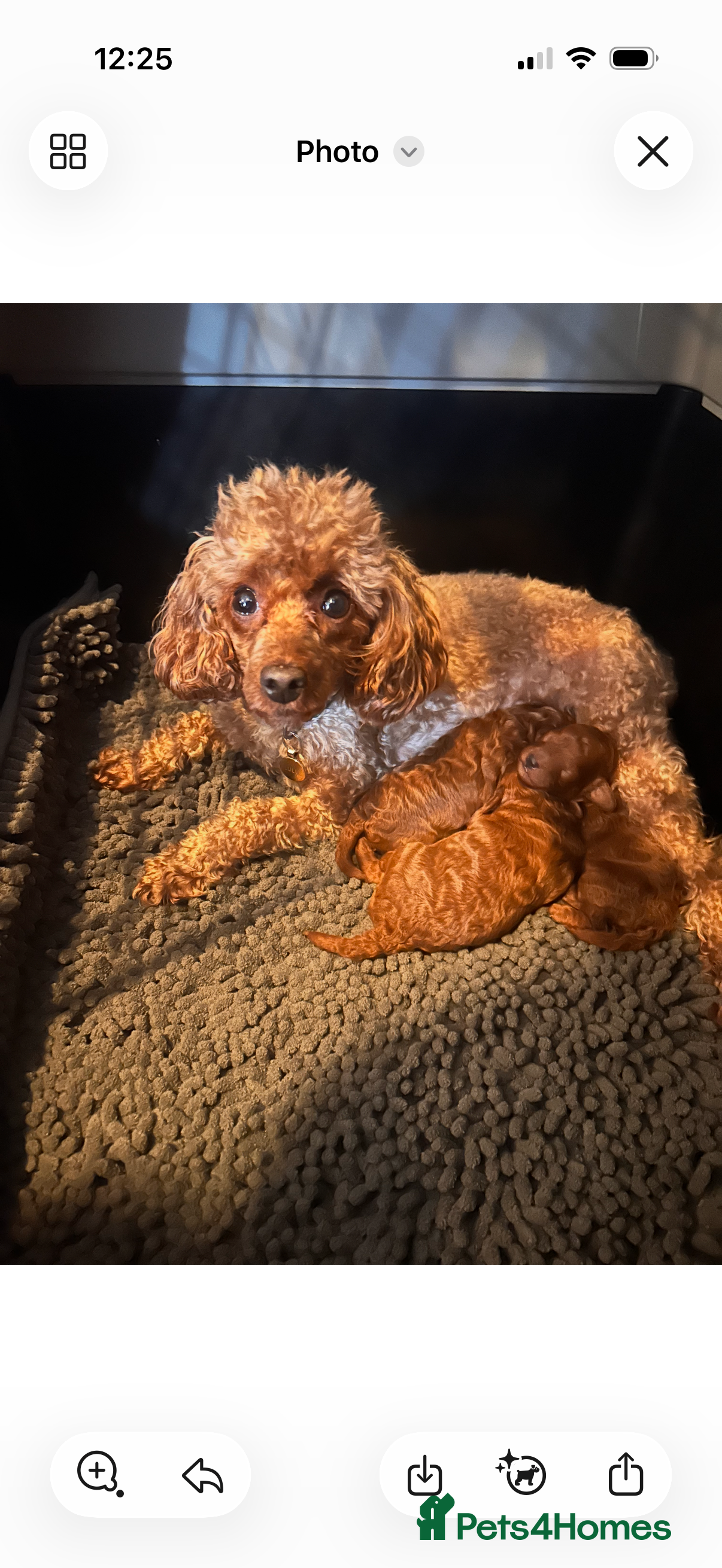 Toy Poodle dogs Red toy poodle puppies  - Advert 3