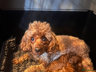 Toy Poodle dogs Red toy poodle puppies - Advert 2