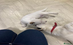 Jack Russell dogs for sale: Two girl puppies available  - Image 26
