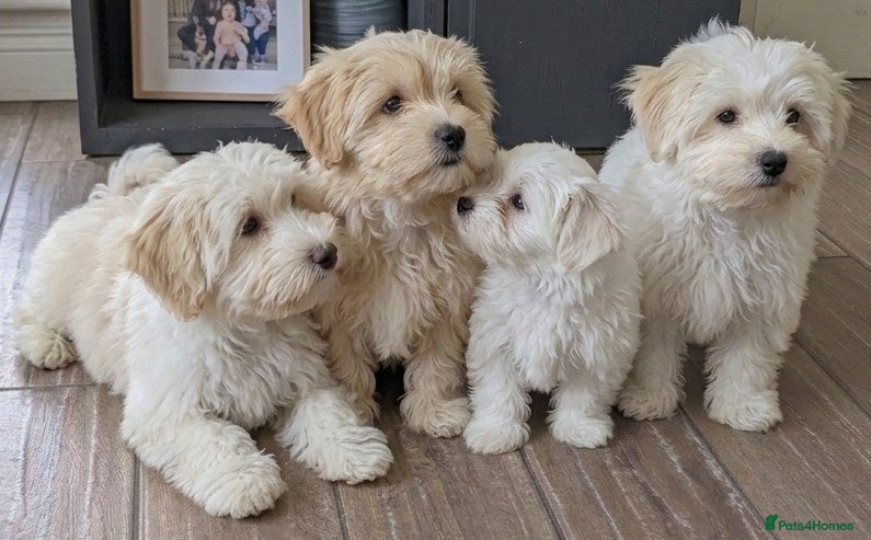 Maltipoo dogs F1 Maltipoo Puppies Available 5 boys, 1 girl - Advert 5