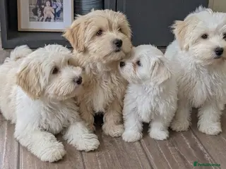 Maltipoo dogs F1 Maltipoo Puppies Available 5 boys, 1 girl - Advert 5