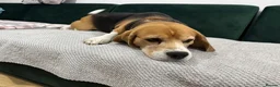 Beagle dogs for sale: KC Registered intact Male Beagle  - Advert 10