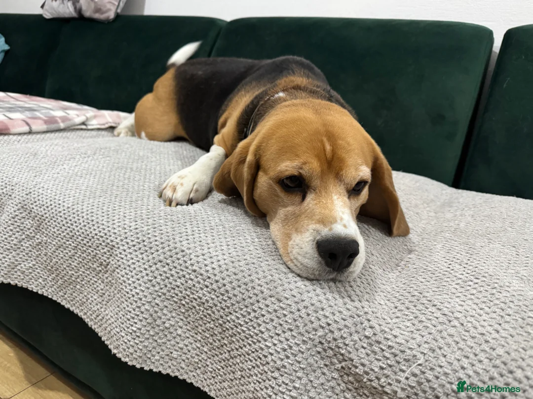 Beagle dogs for sale: KC Registered intact Male Beagle  - Advert 10