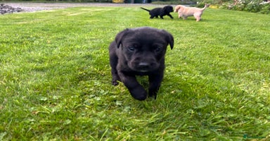 Labrador Retriever dogs - Advert 11