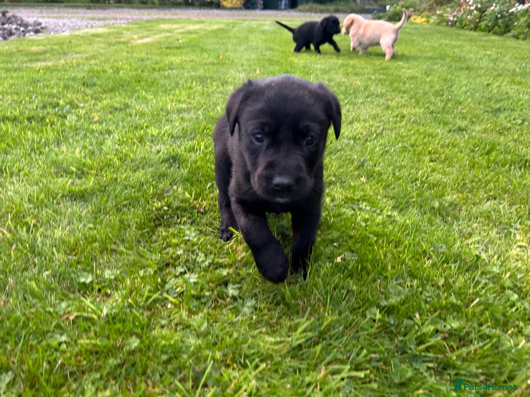 Labrador Retriever dogs for sale: Labrador Puppies  - Image 3
