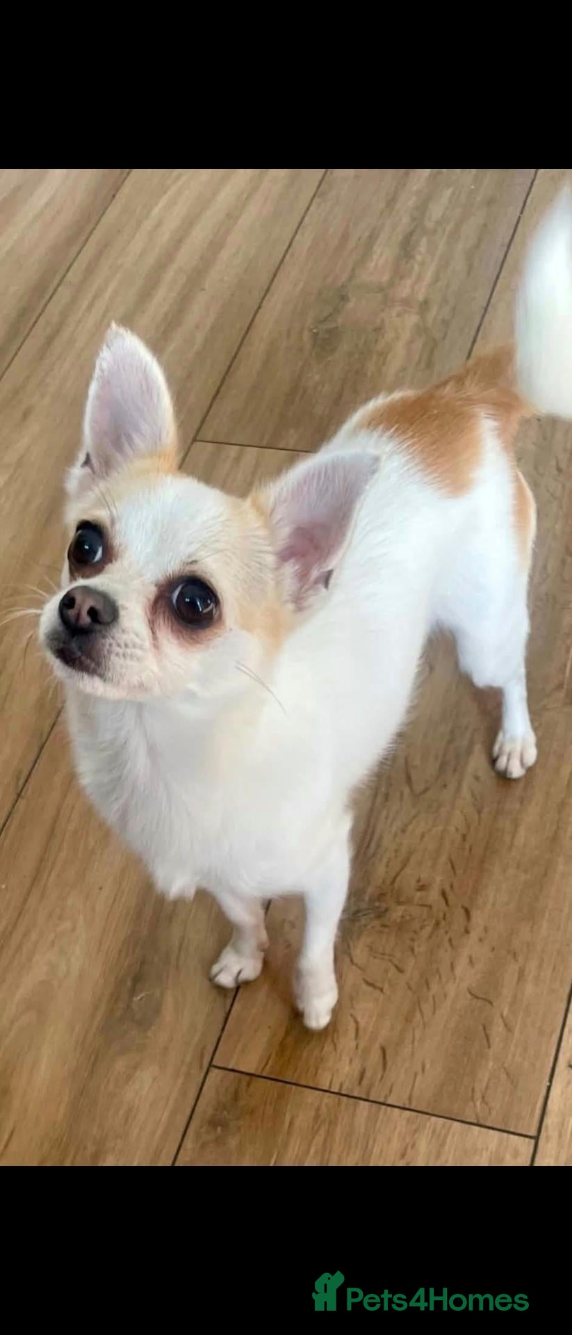 Pomchi dogs 🐶❤️Pomchi girl🐶❤️ - Advert 16