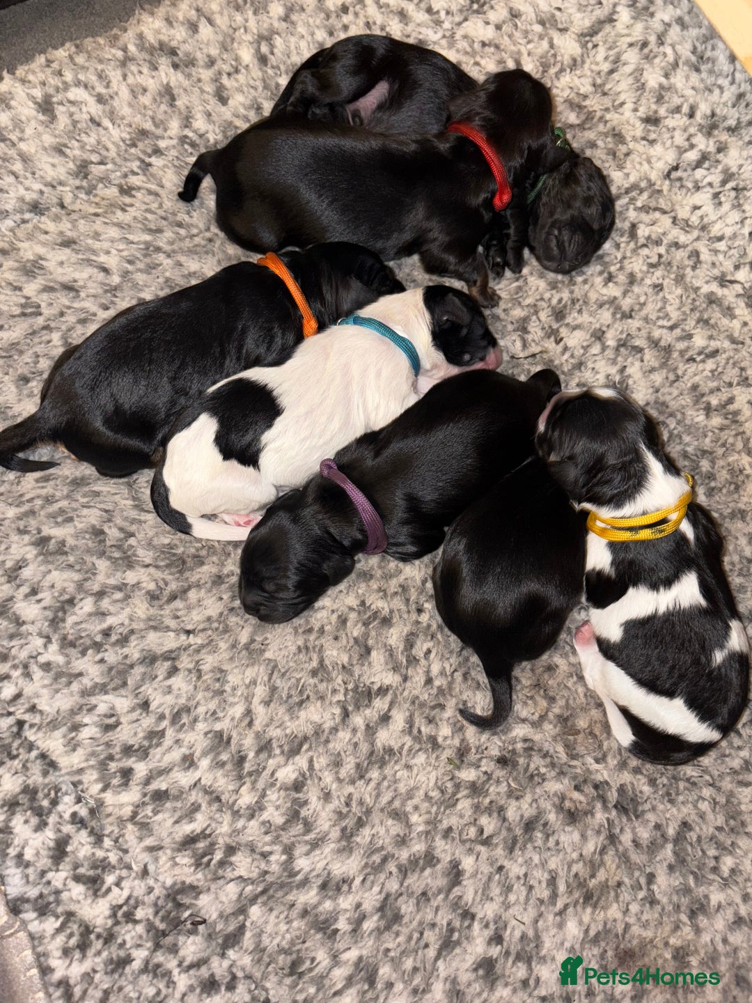 Mixed Breed dogs for sale: Beautiful Cavapoo puppies  - Advert 13