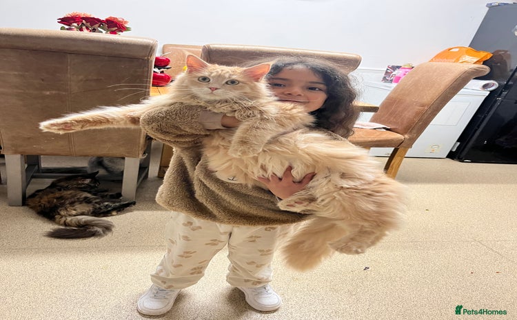 Maine Coon cats - Advert 13