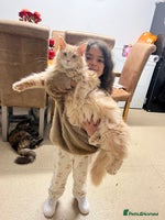 Maine Coon cats Last 2 boys left (PET ONLY) - Advert 4