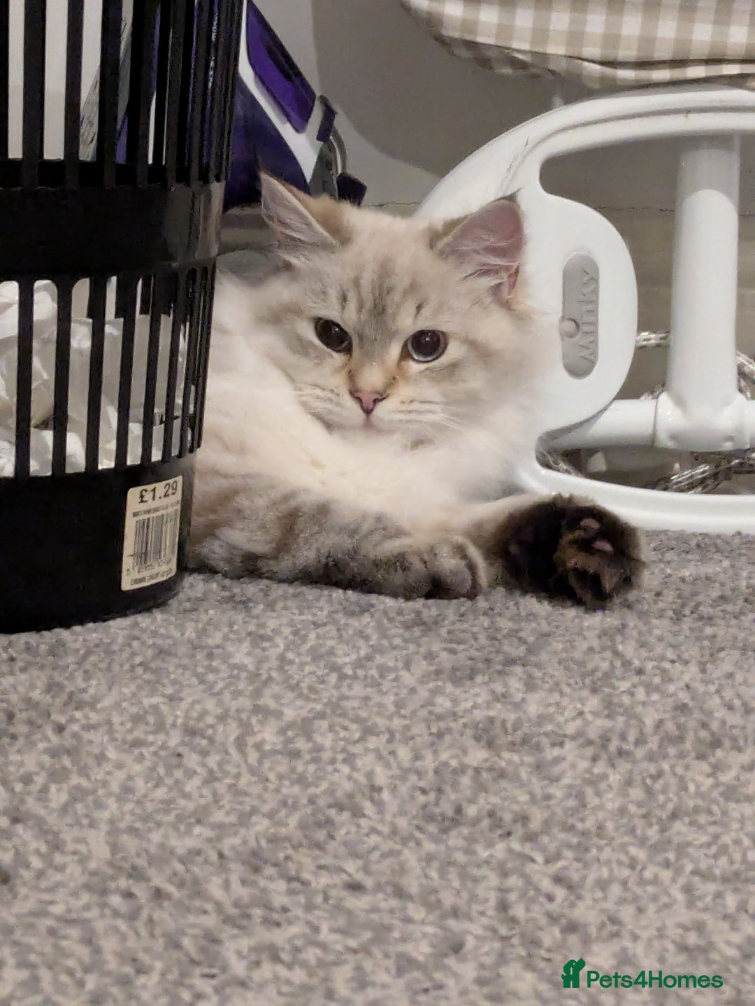 Siberian cats for sale: 1yr unneutred Neva masquerade Male Siberian - Advert 12