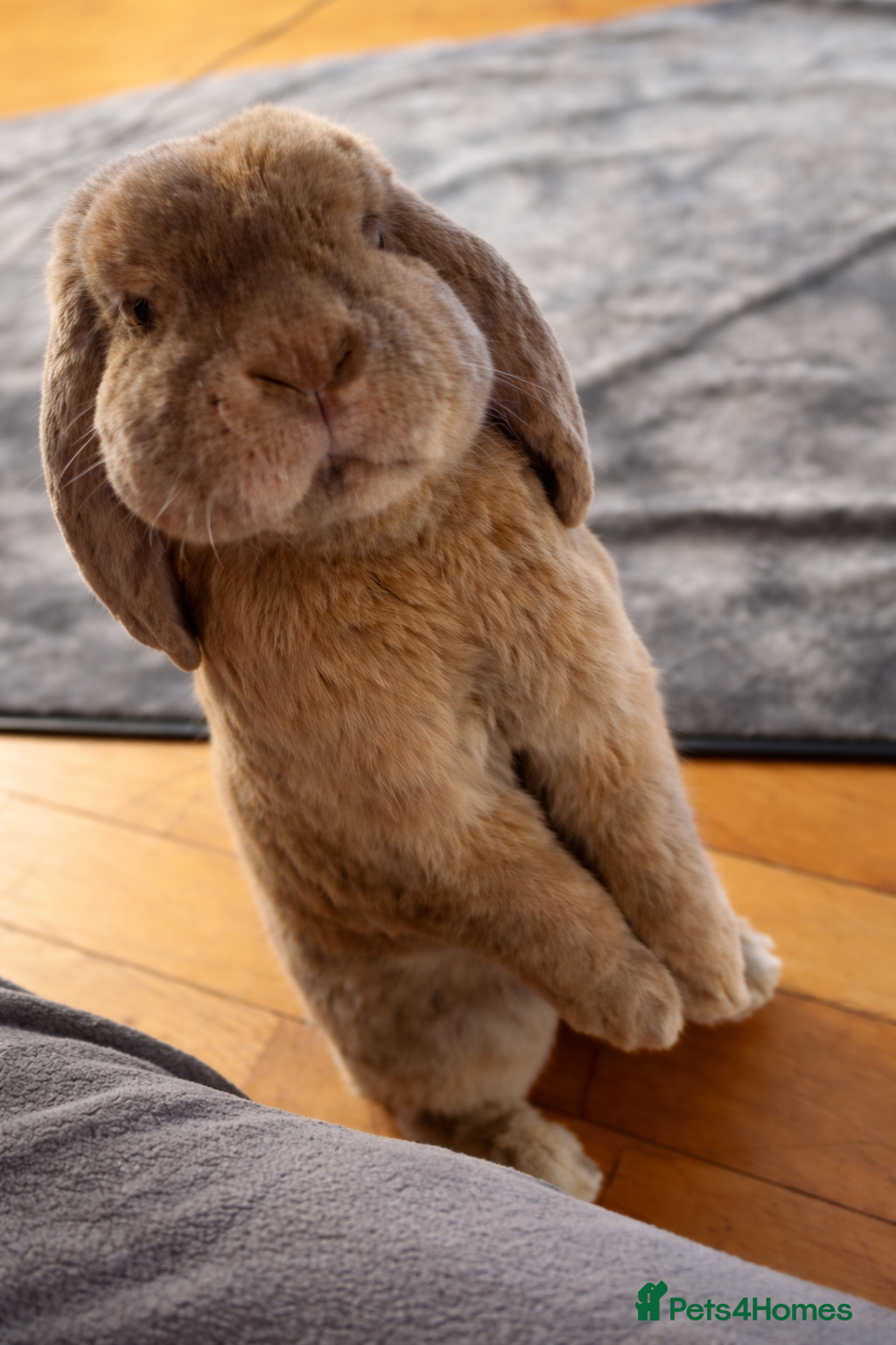 French Lop rabbits Super friendly indoor house bunny  - Advert 2