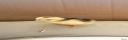 Chickens poultry for sale: Serama Chicks  - Advert 1