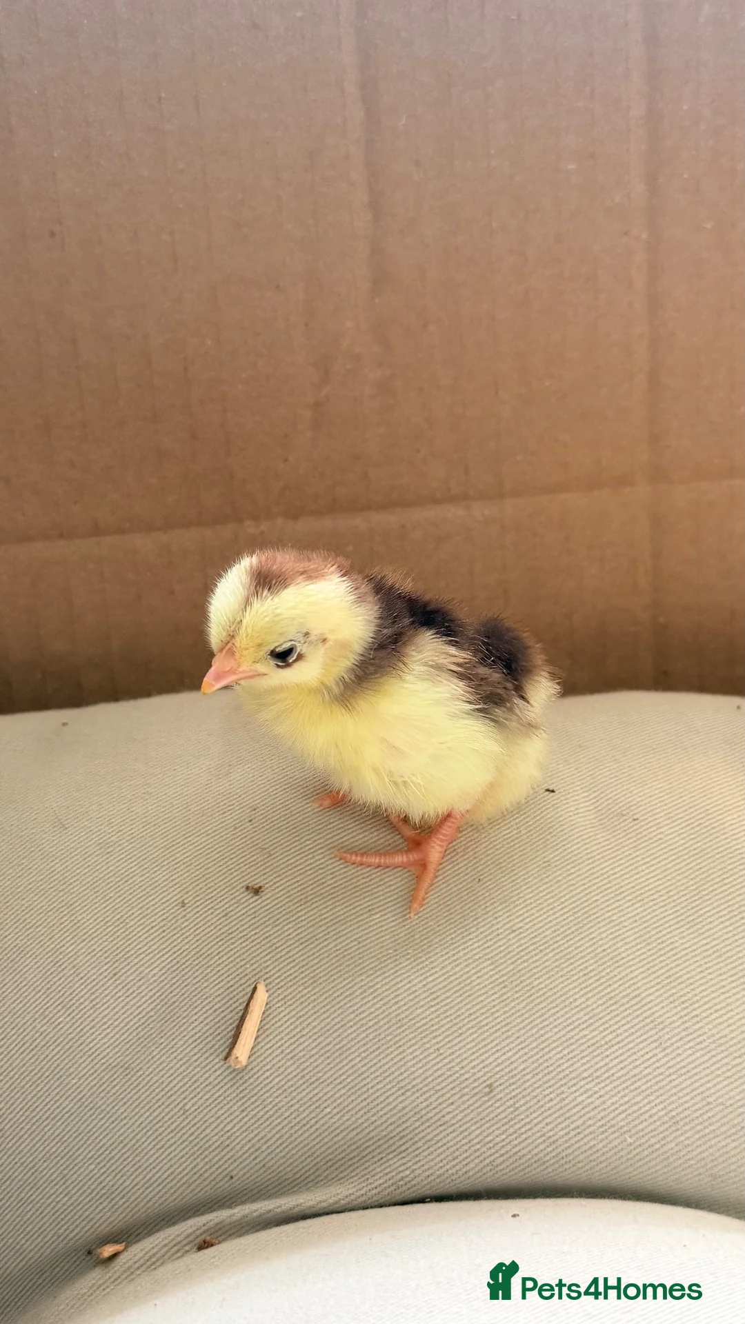 Chickens poultry for sale: Serama Chicks  - Advert 1