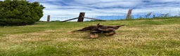 Australian Kelpie dogs for sale: Last 2 Vaccinated Australian Kelpie Puppies - Advert 7