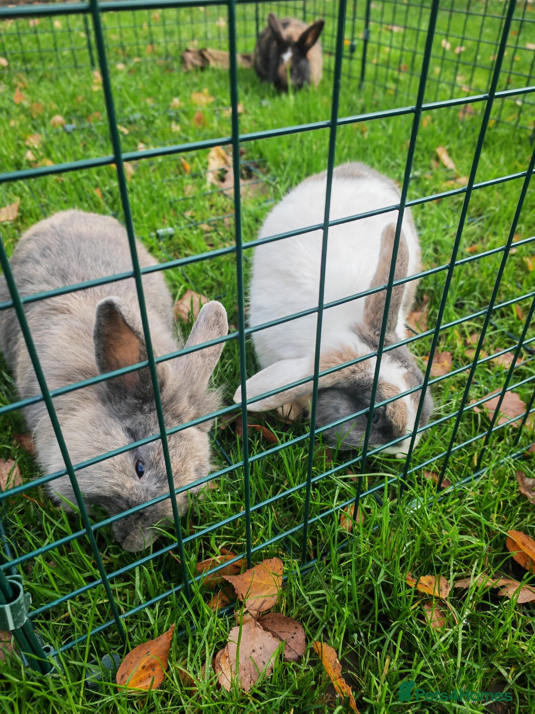 Mixed Breed rabbits for sale: 3 Female and 1 male friendly playful lion head lop - Advert 1
