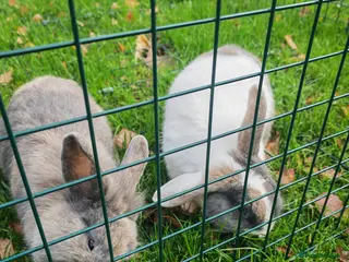 Mixed Breed rabbits 3 Female and 1 male friendly playful lion head lop - Advert 12
