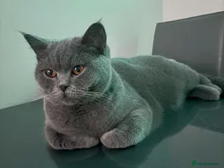 British Shorthair cats British shorthair kittens - Advert 4