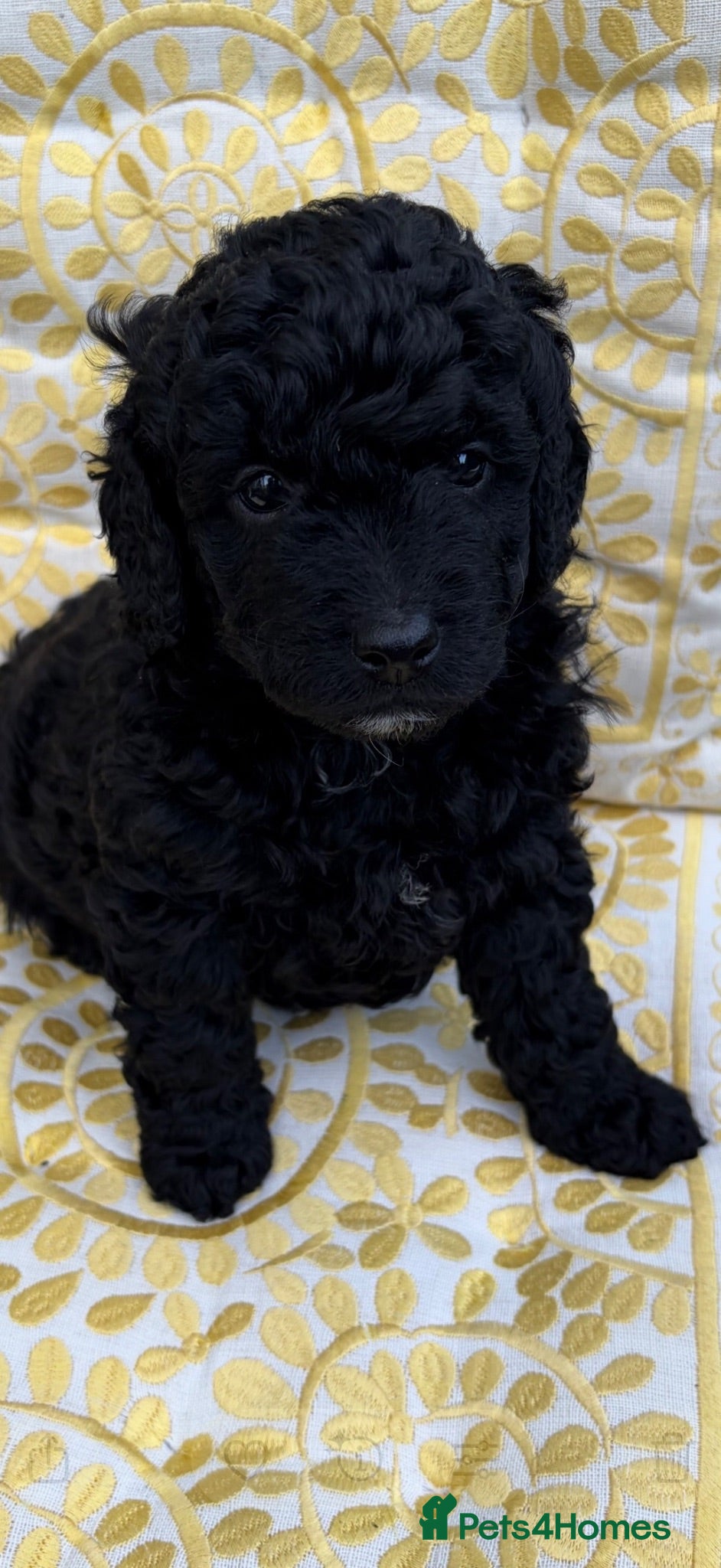 Goldendoodle dogs Cotswold Miniature/Toy Goldendoodles, All Colours - Advert 4