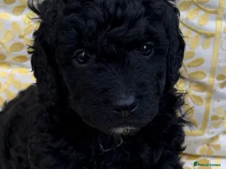 Goldendoodle dogs Cotswold Miniature/Toy Goldendoodles, All Colours - Advert 4