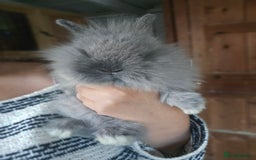 Lionhead rabbits for sale: 5 Beautiful Lion Head Babies - Advert 5