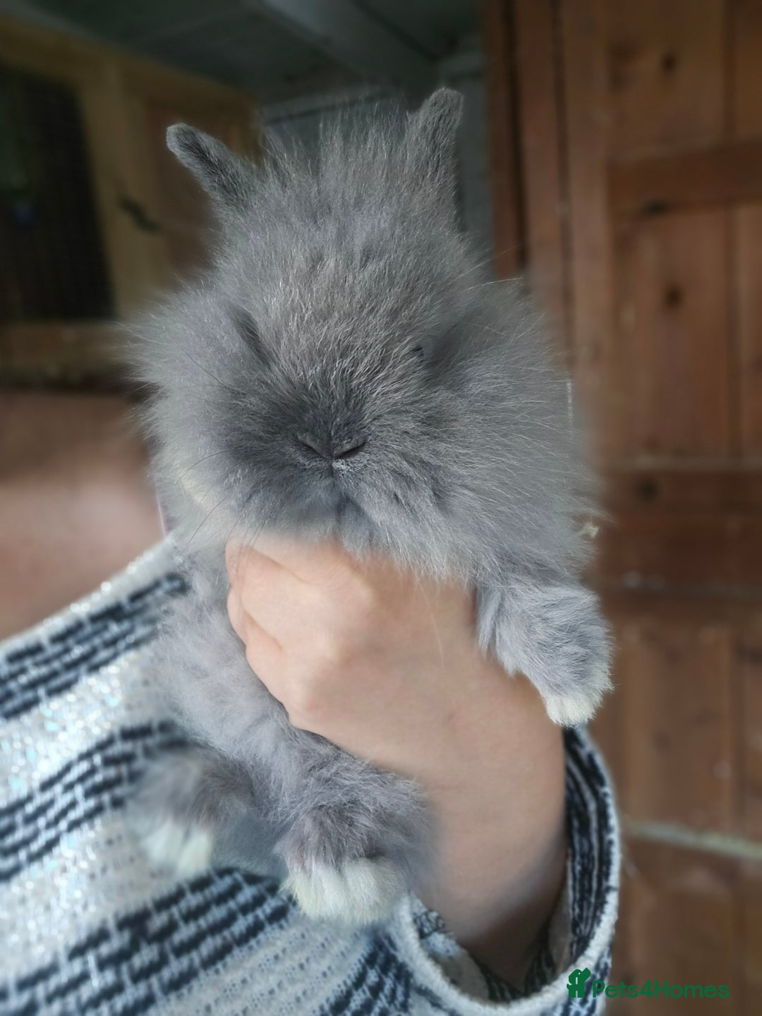 Lionhead rabbits for sale: 5 Beautiful Lion Head Babies - Advert 5