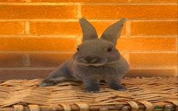 Rex rabbits for sale: Female & male otter/BEW mini rex rabbits  - Image 16