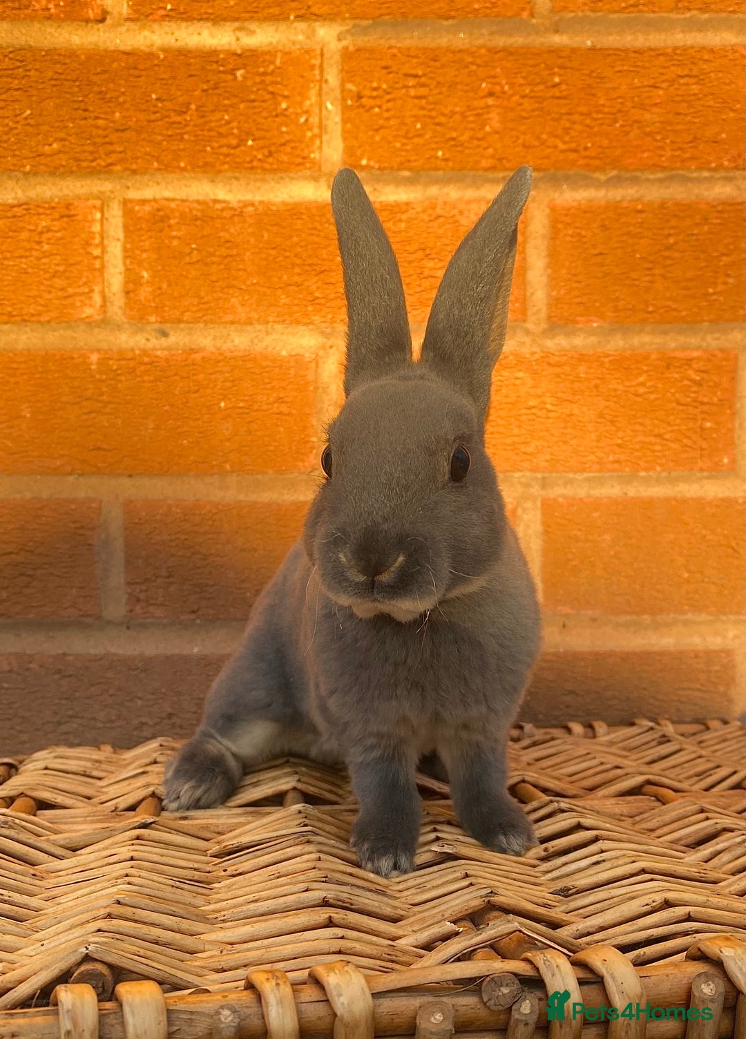Rex rabbits for sale: Female & male otter/BEW mini rex rabbits  - Image 16
