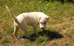 Parson Russell dogs for sale: Pedigree Parson Russell puppies - Image 6