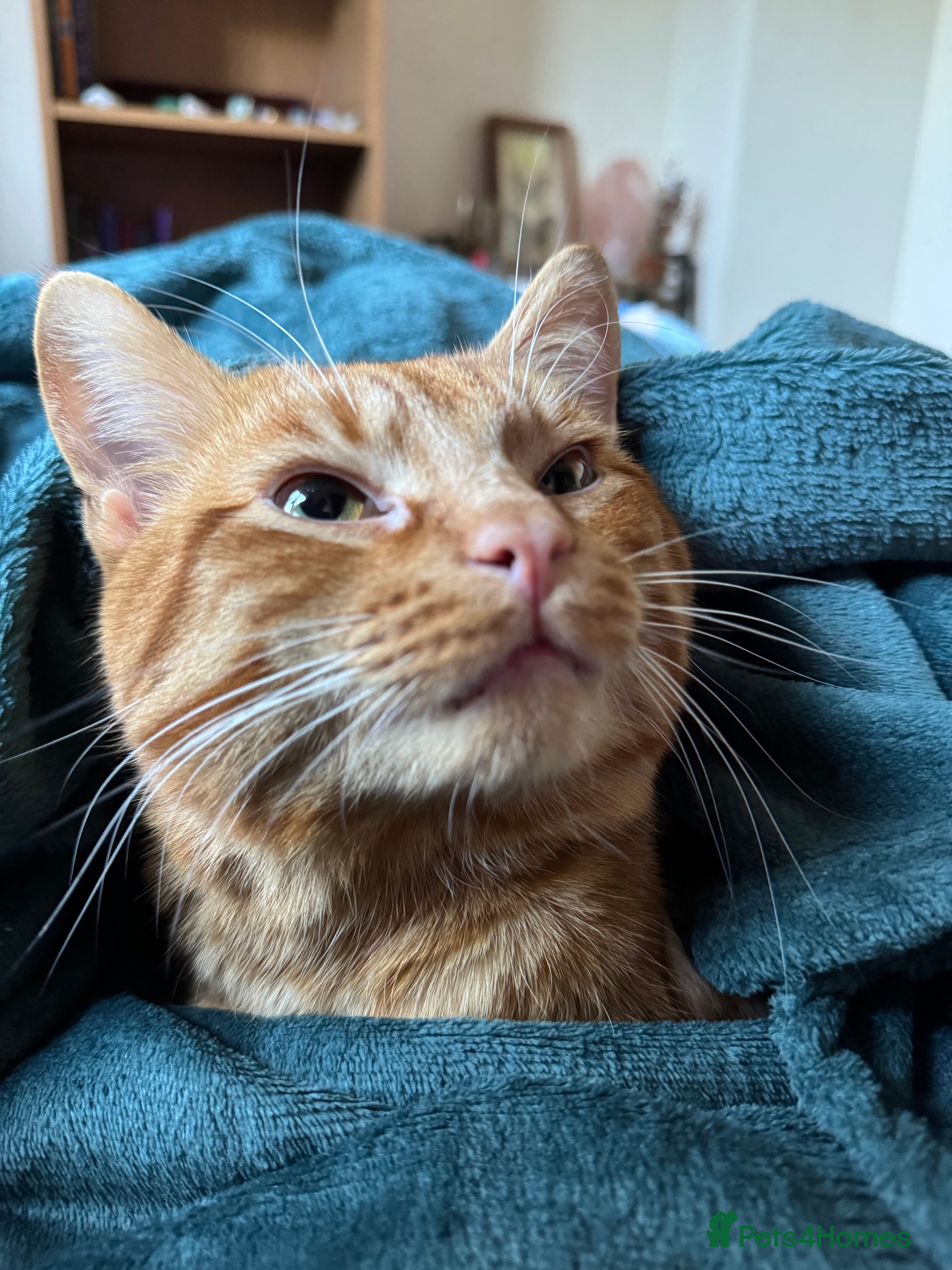 Domestic Shorthair cats Anxious boy needs good home - Advert 1