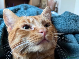 Domestic Shorthair cats Anxious boy needs good home - Advert 1