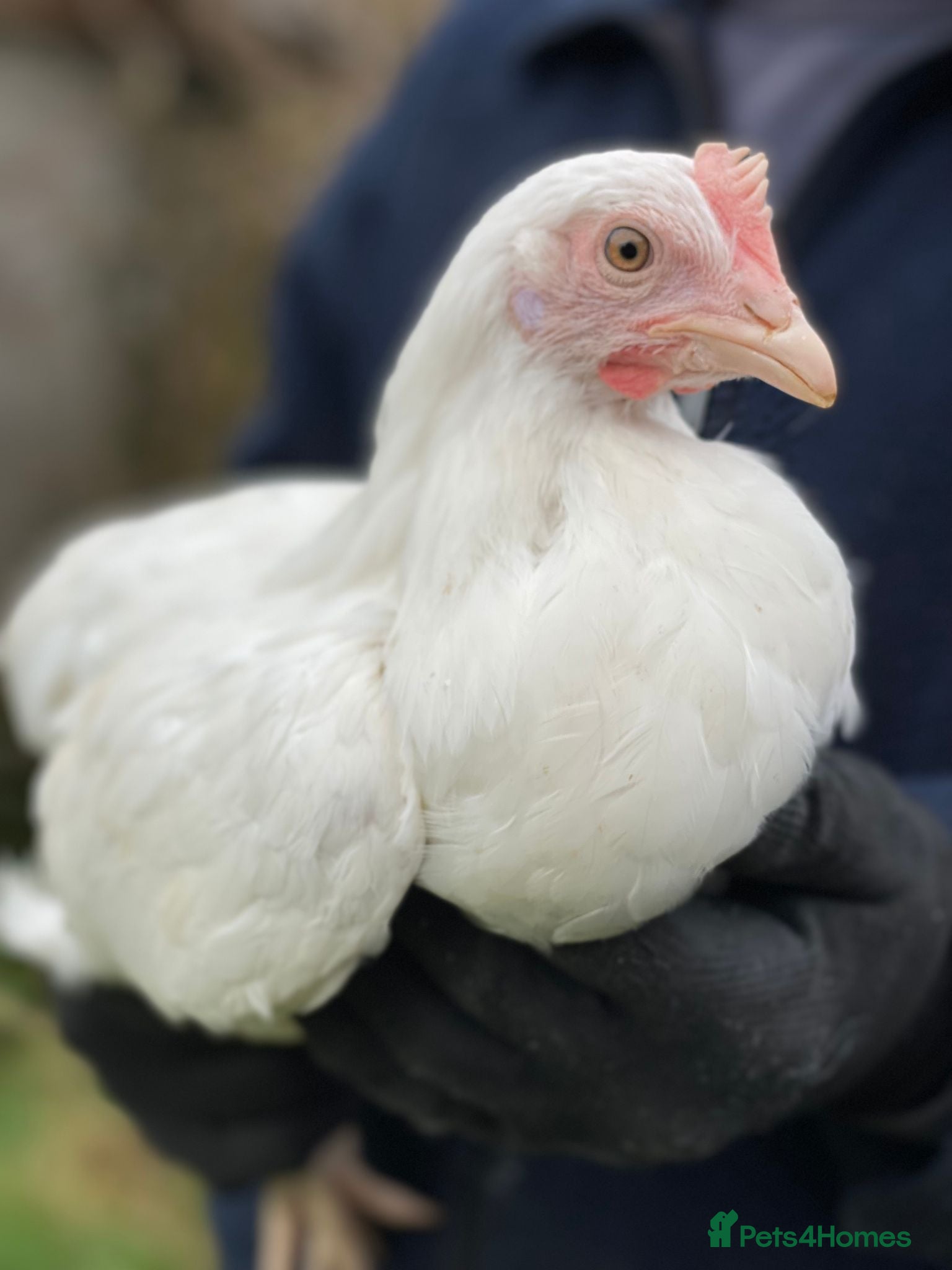 Chickens poultry Various Point of Lay Female Chickens - Advert 11