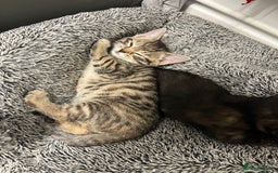 Mixed Breed cats for sale: 4 Adorable Kittens  - Image 14