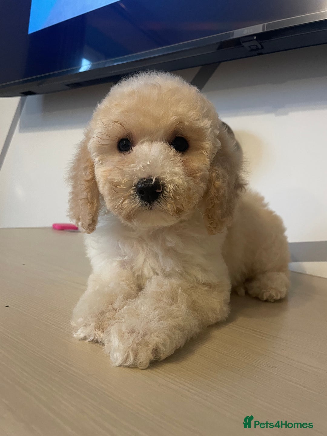 Cockapoo dogs for sale: Cockapoo F2 beautiful puppies ready to go  - Image 18
